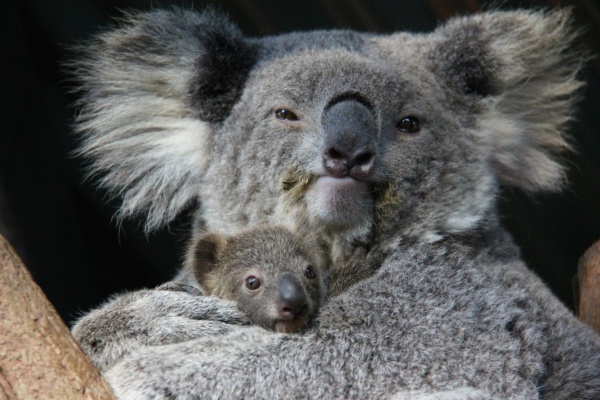 Koala-with-Baby